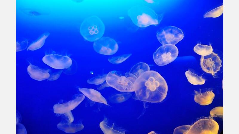 Moon jellyfish or common jellyfish (Aurelia aurita)